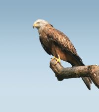 Black Isle Red Kite